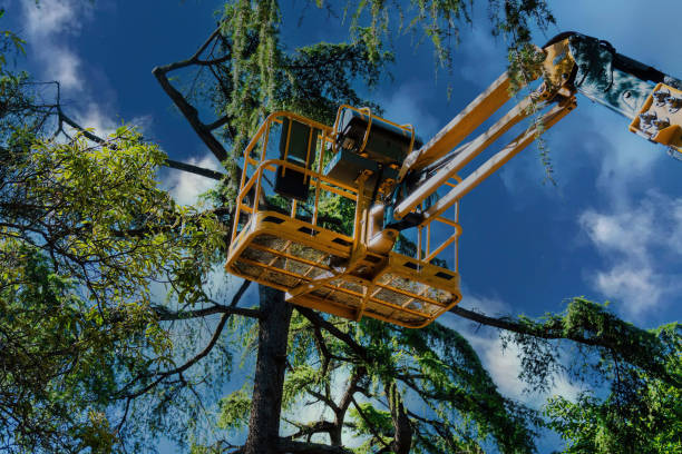 Professional  Tree Services in Granger, WA